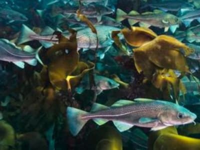 Peran Penting Ikan Dalam Menjaga Dasar Laut dan Memerangi Perubahan Iklim