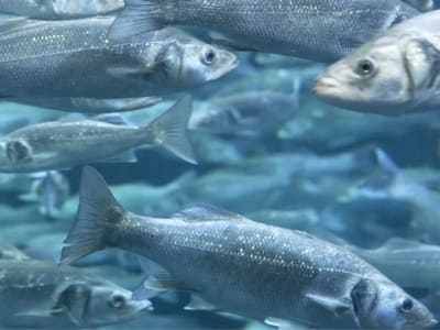 Budidaya Ikan Kakap di Luar Angkasa: Misi Lunar Hatch untuk Masa Depan Nutrisi Astronot