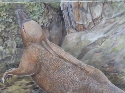 Terungkap! Asal-usul Platipus dan Echidna Ternyata Semi-Aquatik