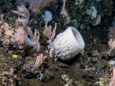 Mengungkap Misteri Laut Dalam: Hanya Sedikit Dasar Laut yang Telah Dieksplorasi