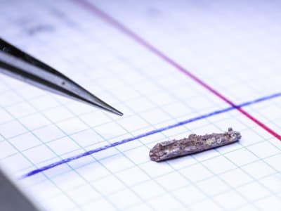Fosil Ikan 225 Juta Tahun dari Texas Ungkap Evolusi Rahang Predator Mirip Ikan Modern