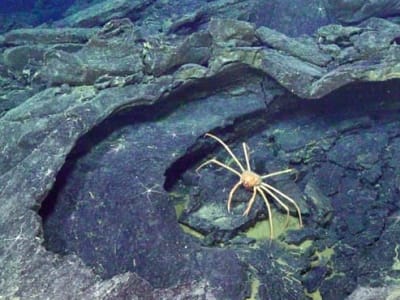 Gunung Api Bawah Laut Axial Seamount di Oregon Siap Meletus Kapan Saja