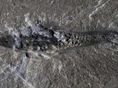 Mosura Fentoni: Predator Laut Kuno yang Ungkap Evolusi Arthropoda