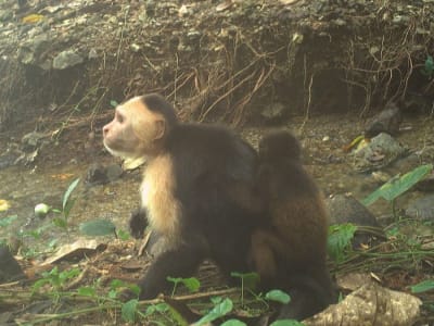 Fenomena Monyet Capuchin Menculik Bayi Howler di Pulau Jicarón Panama