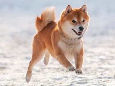 Shiba Inu Turun 84%, Apakah Saatnya Beli Token Meme Ini?