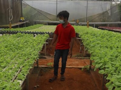 Tanaman Terbaik untuk Ketahanan Pangan Kota Saat Kiamat Nuklir