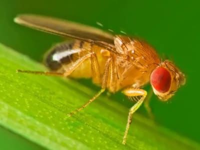 Lalat Buah Dimodifikasi Genetik untuk Konsumsi Kokain sebagai Model Adiksi Baru