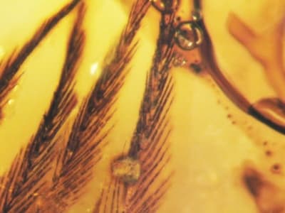 Penemuan Bulu Dalam Amber Ungkap Evolusi Penerbangan Burung Purba