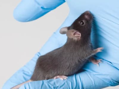 Kekurangan Zat Besi Saat Hamil Bisa Sebabkan Tikus Jantan Jadi Betina