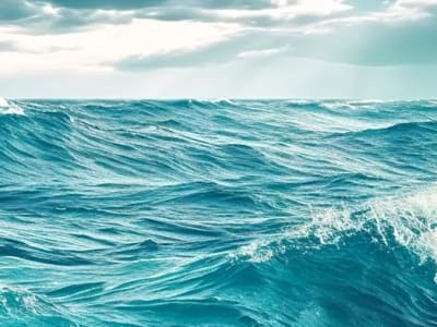 Foto Misterius di Pantai Sebenarnya Tanaman Lidah Buaya yang Mati