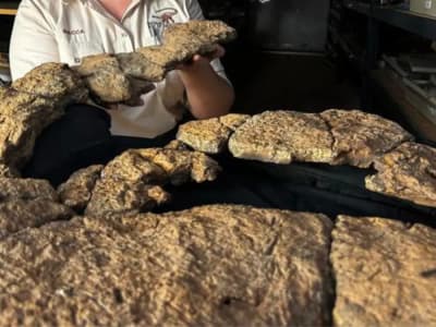 Penemuan Isi Perut Fosil Sauropoda Ungkap Pola Makan Rahasia Dinosaurus Leher Panjang