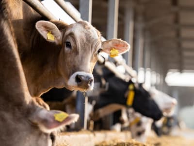 Teknologi Digester Kurangi Emisi Metana dari Peternakan Susu di California