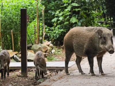 Penemuan Baru: Babi Sudah Didomestikasi 8.000 Tahun Lalu di Tiongkok Selatan