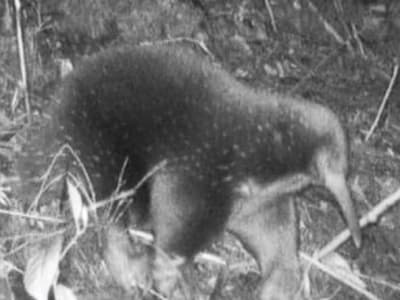 Penemuan Kembali Echidna Berparuh Panjang Attenborough yang Hampir Punah