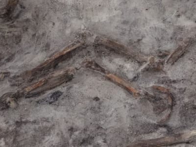 Ikatan Kuat Wanita Viking dan Anjing Peliharaan Terungkap dari Kuburan Perahu