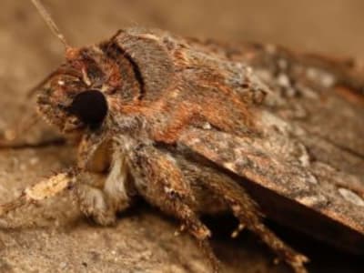 Mengenal Bogong Moth, Serangga Migran yang Gunakan Bintang Sebagai Kompas