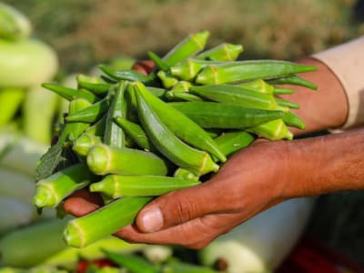 Cara Alami Okra dan Fenugreek Hilangkan Microplastik dari Air dengan Cepat