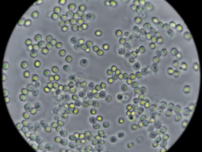 Pemahaman Baru Metabolisme Ragi Terinspirasi dari Filosofi Yin dan Yang