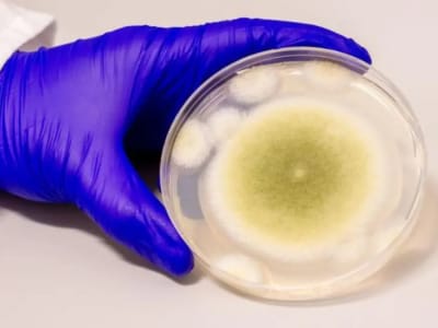Dari Kutukan Raja Mesir ke Obat Leukemia: Jamur Beracun Jadi Harapan Baru