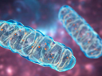 Teknologi Baru Edit DNA Mitokondria Buka Peluang Terapi Penyakit Genetik