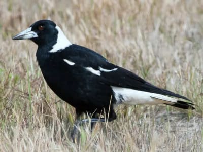 Penemuan Burung Purba Mirip Magpie Australia Ungkap Sejarah Ekosistem Selandia Baru