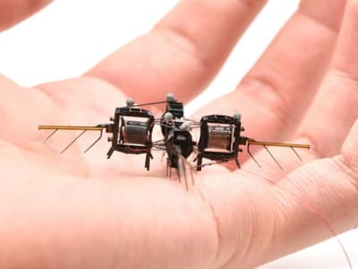 Rahasia Otak Kecil Lebah yang Menginspirasi Kecerdasan Buatan dan Robot Terbang
