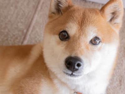 Mana yang Lebih Berpotensi Kaya: Dogecoin dengan Hype atau XRP dengan Teknologi?