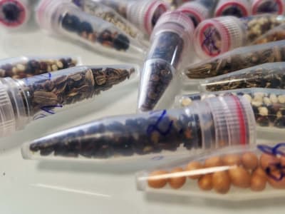 Benih Ganja Terbang ke Angkasa untuk Siapkan Pertanian di Mars