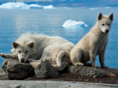 Studi Genetik Ungkap Qimmit Greenland Tak Banyak Turunan Serigala