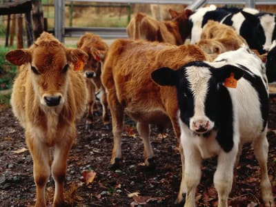 Penemuan Cara Virus Flu Burung H5N1 Menginfeksi Susu Sapi dan Cara Mencegahnya