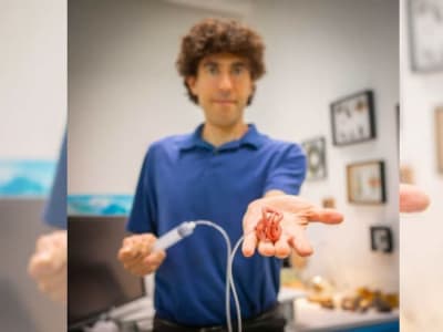 Robot Cacing Harvard: Terinspirasi Cacing Hitam untuk Robot Swarm Masa Depan
