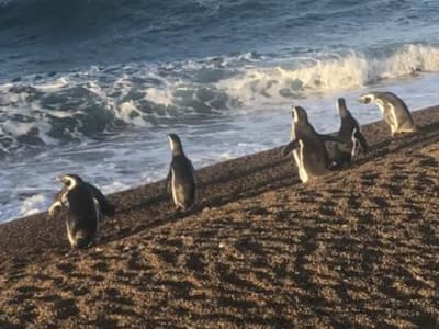 Strategi Navigasi Cerdik Penguin Magellan Memanfaatkan Arus Laut untuk Hemat Energi