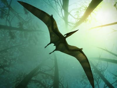 Penemuan Pertama Bukti Pterosaurus Purba Memakan Tanaman di Cina