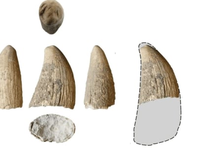 Penemuan Gigi Paus Sperma di Iberia Ungkap Ritual dan Pemanfaatan Laut Zaman Tembaga