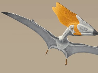 Fosil Pterosaurus Temukan Bukti Langsung Diet Tumbuhan Pertama Kali