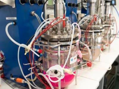 Inovasi Bioplastik Ramah Lingkungan yang Menghilang Tanpa Jejak