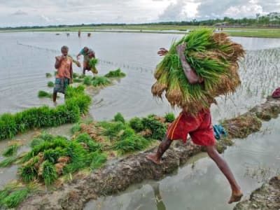 Bakteri Pintar NetZeroNitrogen Turunkan Penggunaan Pupuk Sintetis Hingga 50%