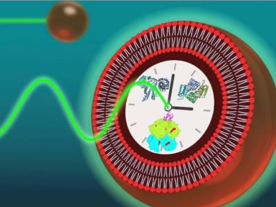 Peneliti Ciptakan Sel Sintetis dengan Ritme Jam Biologis 24 Jam Stabil