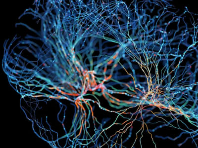 Penemuan Organioid Otak Utuh yang Membantu Studi Penyakit Neuropsikiatri