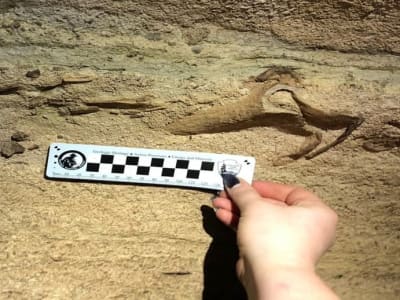 Penemuan Hiu Kuno di Mammoth Cave Ungkap Laut Purba 300 Juta Tahun Lalu