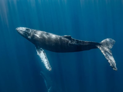 Whale Bitcoin Lama Pindahkan 3.000 BTC Setelah 10 Tahun, Apa Artinya?