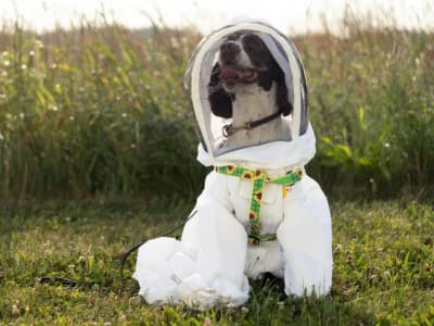 Maple, Anjing Deteksi, Bantu Lindungi Lebah dari Penyakit Mematikan