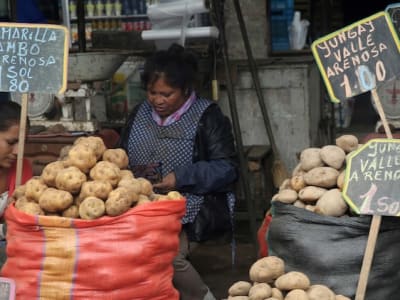 Asal Usul Kentang Terungkap: Hibridisasi Alami Tomat dan Spesies Mirip Kentang