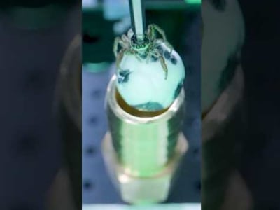 Cara Cerdas Memahami Penglihatan Warna Laba-Laba Pelompat dengan Eksperimen Unik