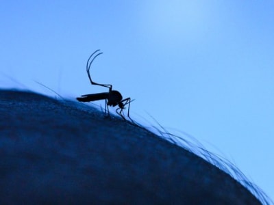 Hubungan El Niño dan Wabah Dengue di Amerika: Kunci Prediksi Epidemi