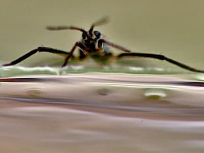 Rahasia Kecepatan Serangga Air Menginspirasi Robot Mikro Futuristik