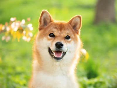 Kenapa Dogecoin Masih Populer Meski Harga Tak Pernah Capai 1 Dolar?