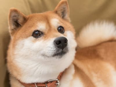 4 Alasan Mengapa Shiba Inu Bisa Bangkit Kembali Sebelum Tahun 2026