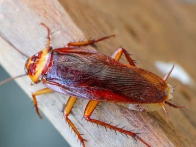 Produksi Massal Cyborg Kecoa Robotik untuk Misi Penyelamatan Bencana Masa Depan