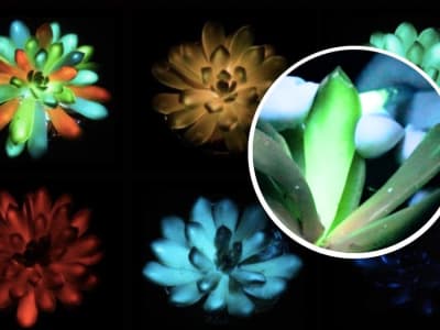 Tanaman Succulent Bercahaya: Masa Depan Pencahayaan Ramah Lingkungan